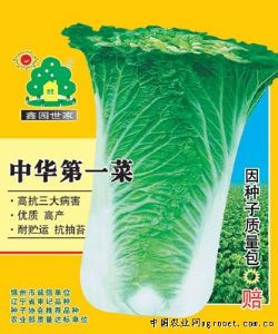 供应中华第一菜——白菜种子