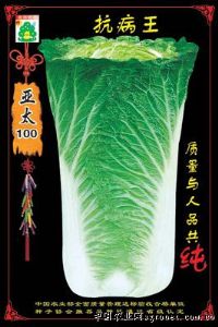 供应亚太100抗病王——白菜种子