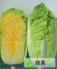 供应辽宁凌海优质91-12白菜