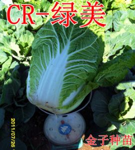 供应CR-绿美-白菜种子