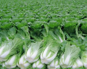 供应白菜—优质蔬菜