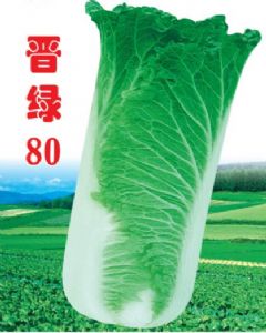 供应晋绿80—白菜种子