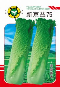 供应新京益75—白菜种子
