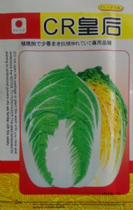 供应CR皇后—白菜种子
