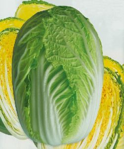 供应金秋—白菜种子