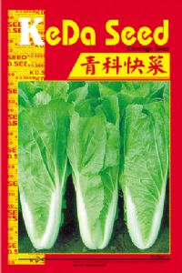 供应青科快菜—白菜种子