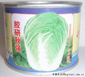 供应胶研秋强—白菜种子