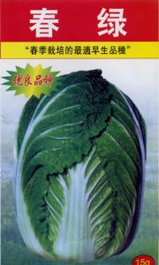 供应春绿—白菜种子