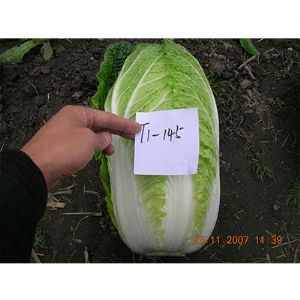 供应TI-145—白菜种子