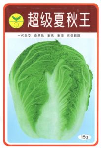 供应超级夏秋王—白菜种子