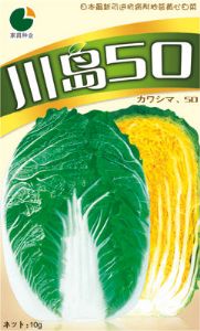 川岛50——白菜种子