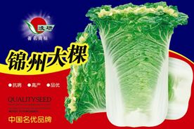 供应锦州大棵——白菜种子