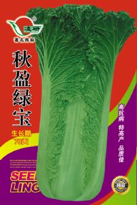 供应秋盈绿宝大白菜—白菜种子