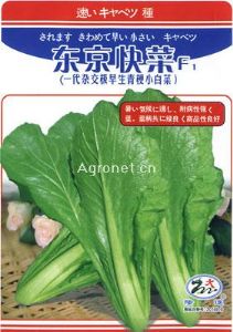 供应东京快菜—白菜种子