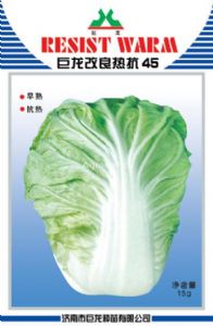 供应巨龙改良热抗45—白菜种子