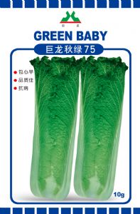 供应巨龙秋绿75—白菜种子