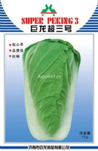 供应巨龙超三号—白菜种子