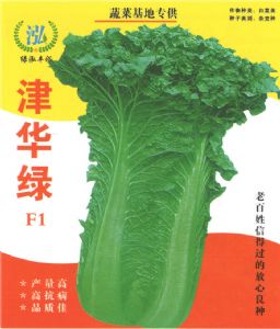供应津华绿F1—白菜种子