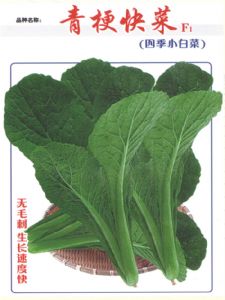 供应青梗快菜F1—白菜种子