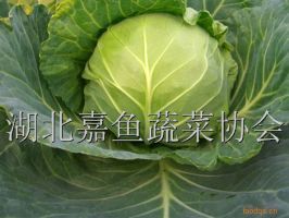 供应白菜 甘蓝