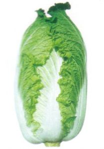 供应青杂5号—白菜种子