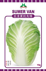 供应巨龙夏抗先锋—白菜种子