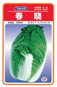 供应春晓-白菜种子