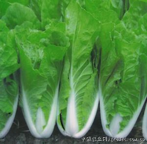 供应台湾456小白菜－白菜种子