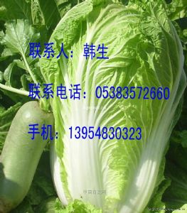 供应北京新三号白菜