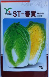 供应ST-春黄—白菜种子