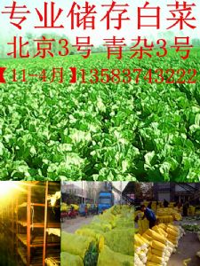 供应白菜（北京3、青杂3）