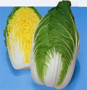 供应福锦—白菜种子