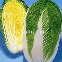 供应天福75—白菜种子