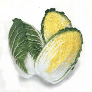 供应金锦—白菜种子