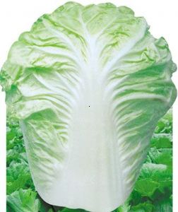 供应夏阳白菜1号－白菜种子