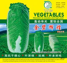 供应金碧辉煌—白菜种子