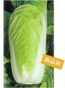 供应琴萌3号—白菜种子