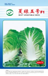 供应夏绿五号F1—白菜种子
