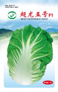 供应超龙五号F1—白菜种子