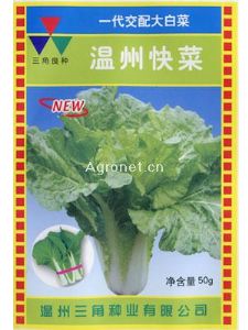 供应温州快菜—白菜种子
