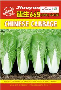 供应速生668（快菜）小白菜—白菜种子