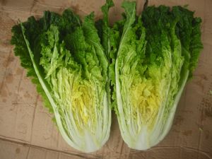 供应胶研十号—白菜种子