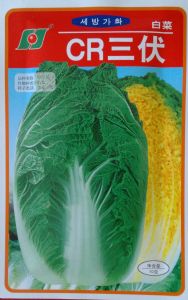 供应CR三伏—白菜种子