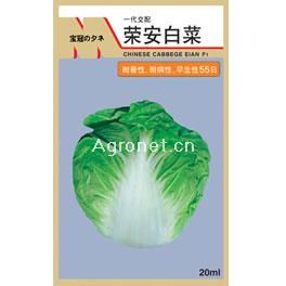 荣安白菜——白菜种子