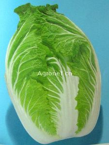 新观春白菜—白菜种子