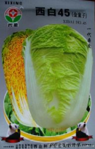 供应西白45—白菜种子
