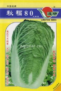 供应秋福80大白菜——白菜种子