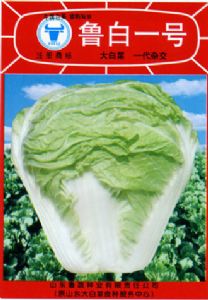 供应鲁白一号—白菜种子