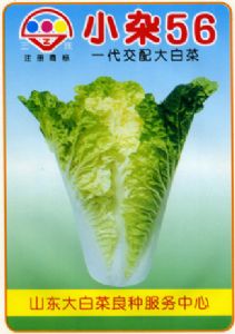 供应小杂56—白菜种子