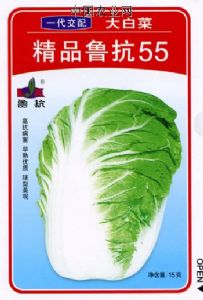 供应精品鲁抗55—白菜种子
